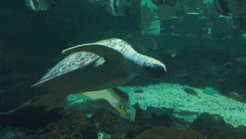 4.gif
