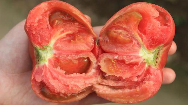草莓口味？巧克力口味？天價(jià)西紅柿真這么好吃嗎？