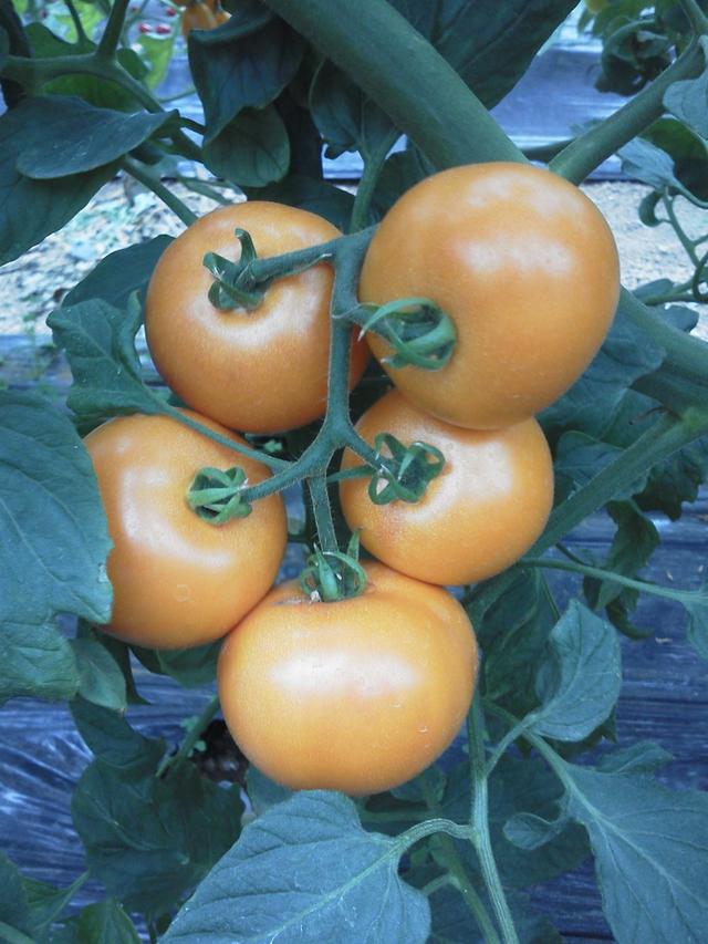 草莓口味？巧克力口味？天價(jià)西紅柿真這么好吃嗎？